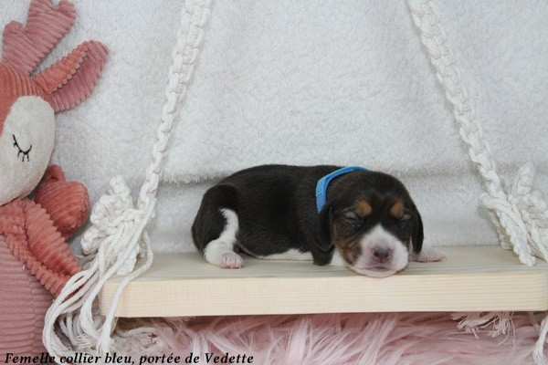 du clos du bonheur - Chiots disponibles - Beagle