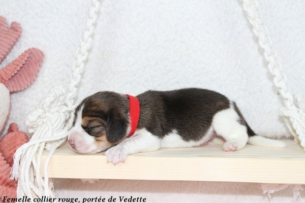 du clos du bonheur - Chiots disponibles - Beagle