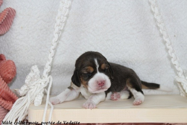 du clos du bonheur - Chiots disponibles - Beagle