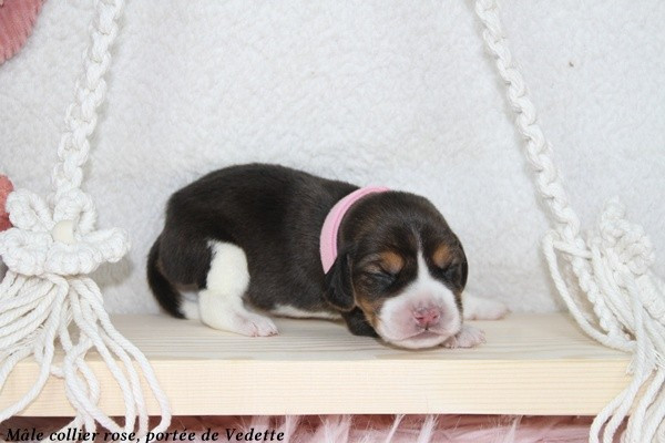 Chiot Beagle du clos du bonheur