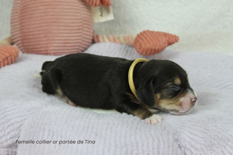 du clos du bonheur - Chiots disponibles - Beagle