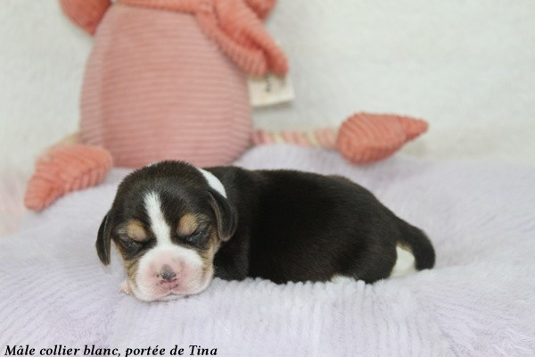 du clos du bonheur - Chiots disponibles - Beagle