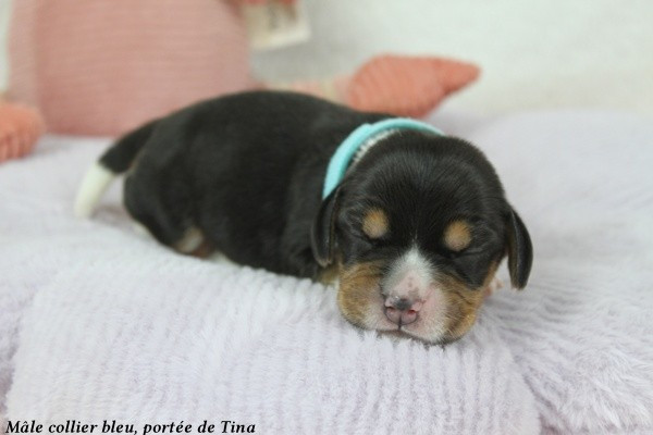 du clos du bonheur - Chiots disponibles - Beagle