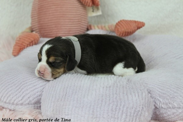 du clos du bonheur - Chiots disponibles - Beagle