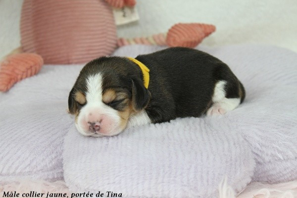 du clos du bonheur - Chiots disponibles - Beagle