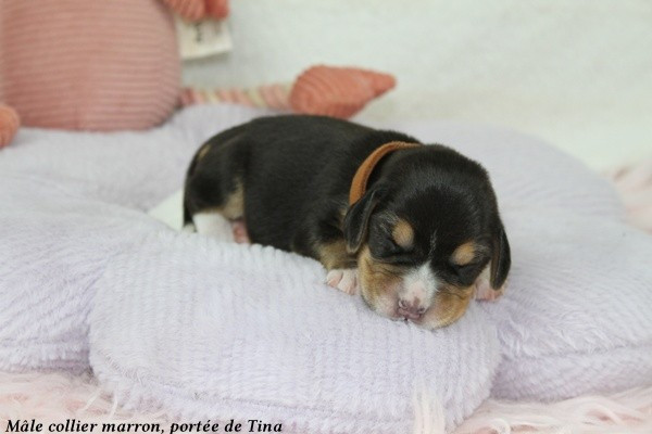 du clos du bonheur - Chiots disponibles - Beagle