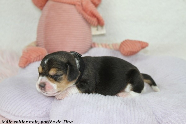 du clos du bonheur - Chiots disponibles - Beagle