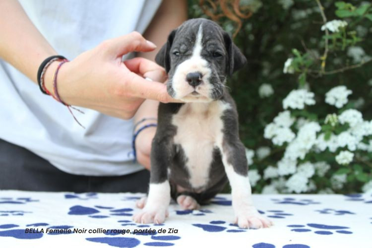 du clos du bonheur - Chiots disponibles - Dogue allemand