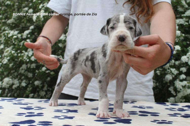 du clos du bonheur - Chiots disponibles - Dogue allemand