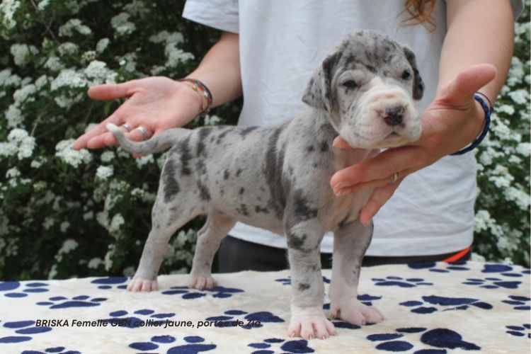 du clos du bonheur - Chiots disponibles - Dogue allemand