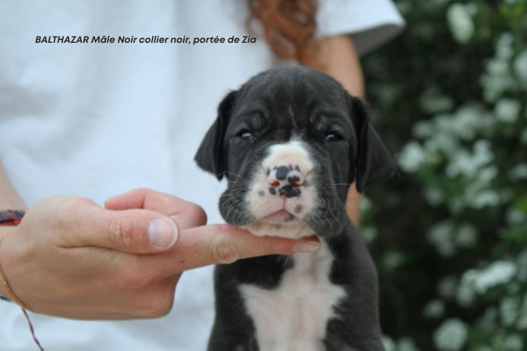 du clos du bonheur - Chiots disponibles - Dogue allemand
