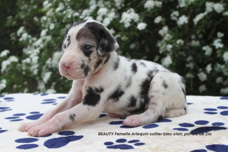 du clos du bonheur - Chiots disponibles - Dogue allemand