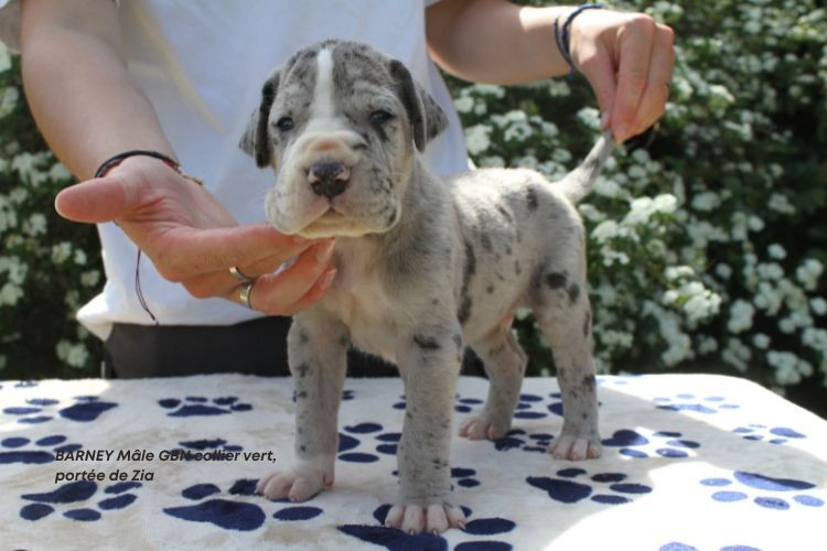 du clos du bonheur - Chiots disponibles - Dogue allemand