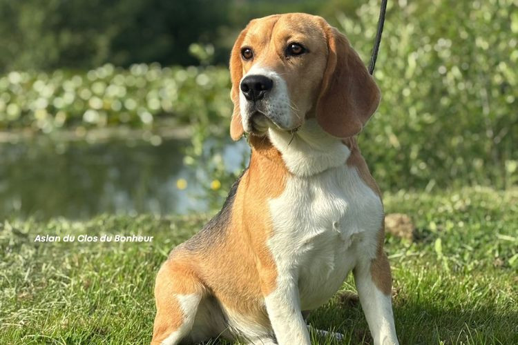 Chiot Beagle du clos du bonheur