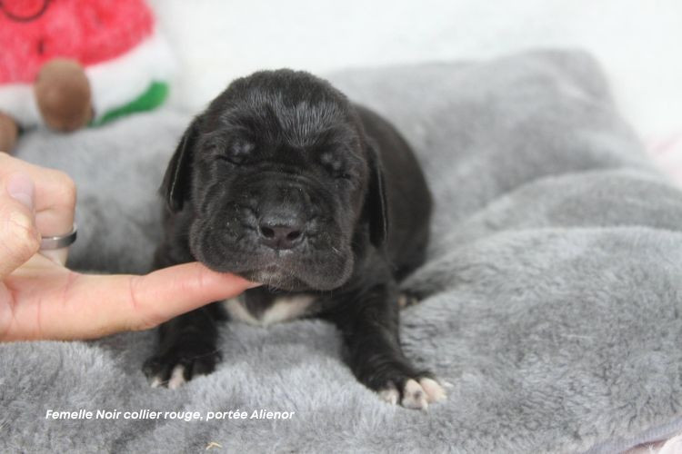 du clos du bonheur - Chiots disponibles - Dogue allemand