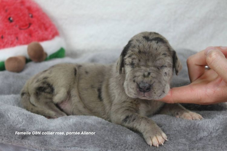 du clos du bonheur - Chiots disponibles - Dogue allemand