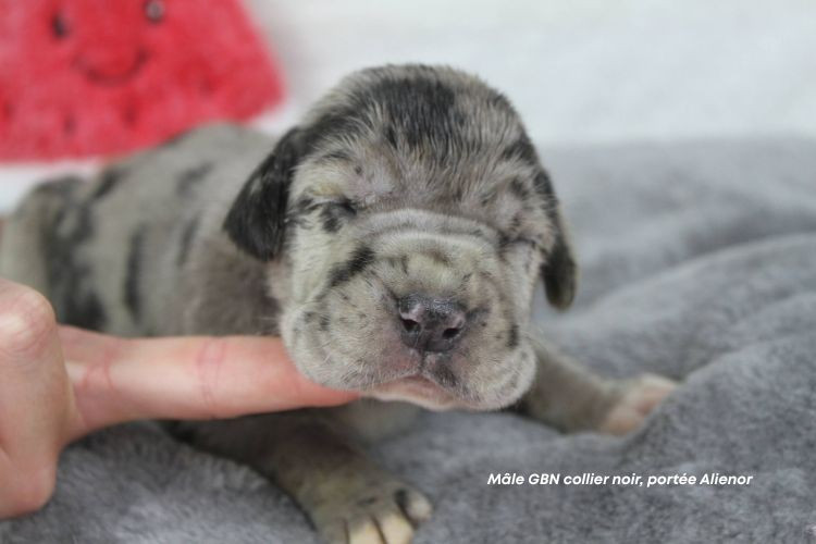 du clos du bonheur - Chiots disponibles - Dogue allemand