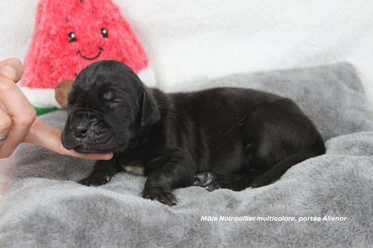 du clos du bonheur - Chiots disponibles - Dogue allemand