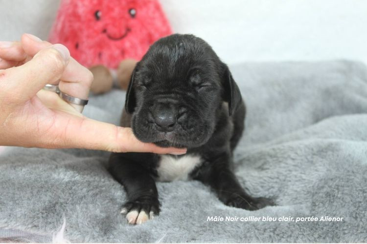 du clos du bonheur - Chiots disponibles - Dogue allemand