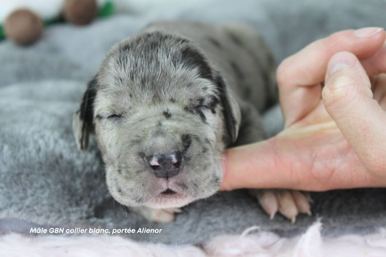 du clos du bonheur - Chiots disponibles - Dogue allemand