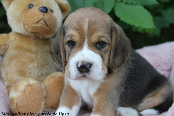du clos du bonheur - Chiots disponibles - Beagle