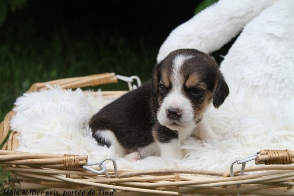 du clos du bonheur - Chiots disponibles - Beagle