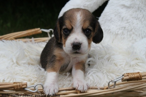 du clos du bonheur - Chiots disponibles - Beagle