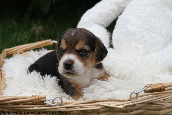 du clos du bonheur - Chiots disponibles - Beagle