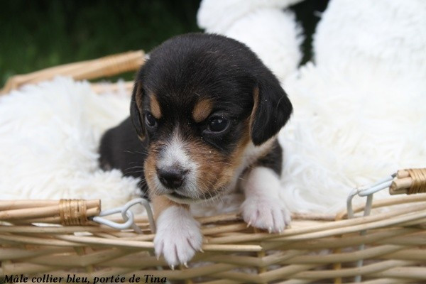 du clos du bonheur - Chiots disponibles - Beagle
