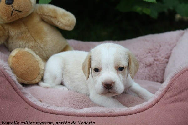 du clos du bonheur - Chiots disponibles - Beagle