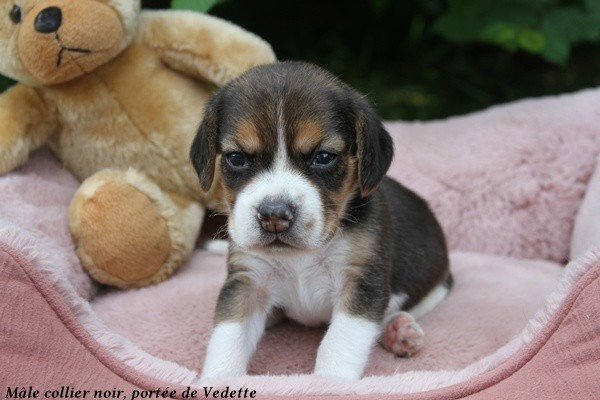 du clos du bonheur - Chiots disponibles - Beagle