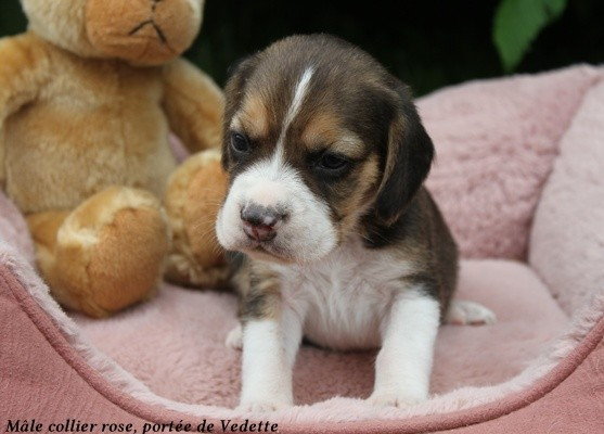 du clos du bonheur - Chiots disponibles - Beagle
