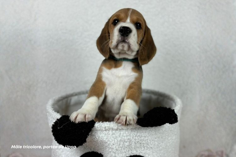 du clos du bonheur - Chiots disponibles - Beagle