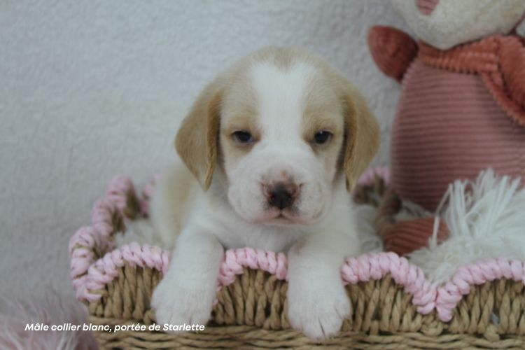 du clos du bonheur - Chiots disponibles - Beagle