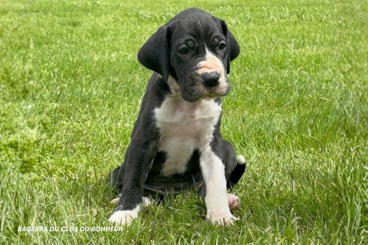 du clos du bonheur - Chiots disponibles - Dogue allemand