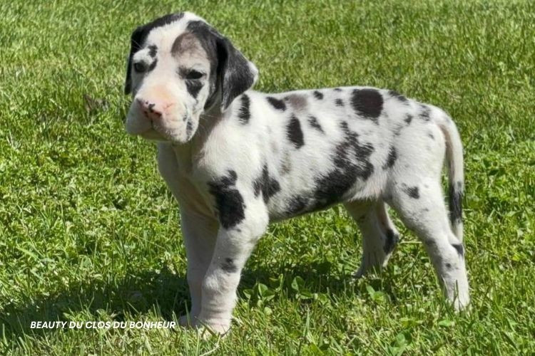 du clos du bonheur - Chiots disponibles - Dogue allemand