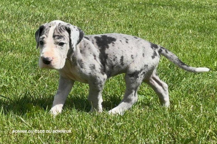 du clos du bonheur - Chiots disponibles - Dogue allemand