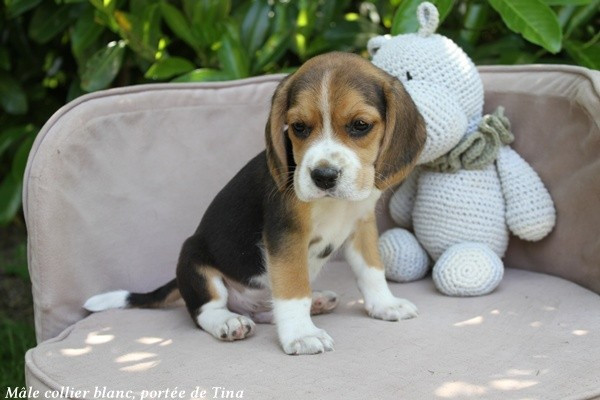 du clos du bonheur - Chiots disponibles - Beagle