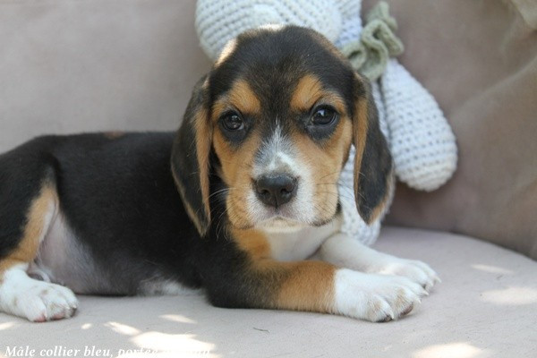 du clos du bonheur - Chiots disponibles - Beagle