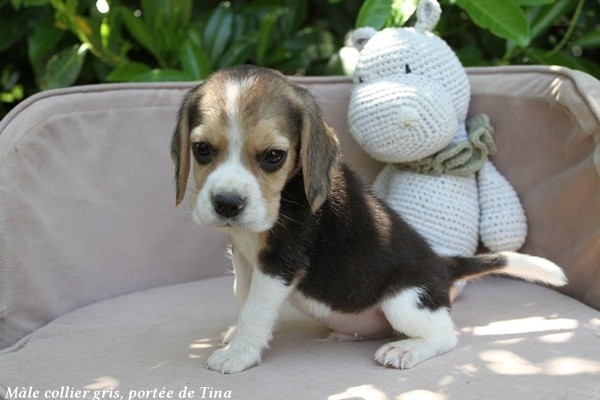 du clos du bonheur - Chiots disponibles - Beagle