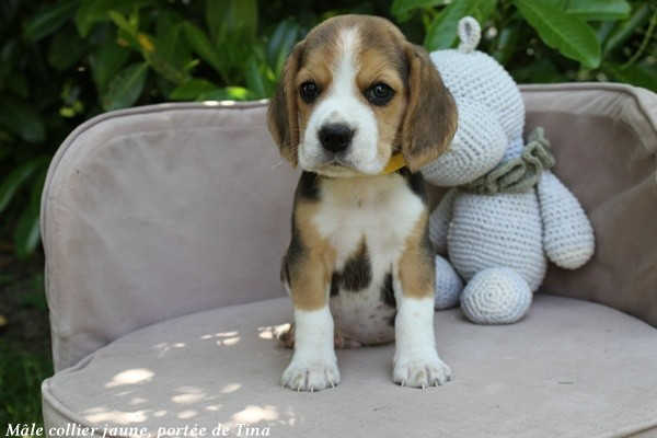 du clos du bonheur - Chiots disponibles - Beagle