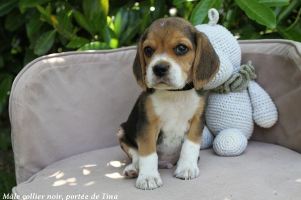 du clos du bonheur - Chiots disponibles - Beagle