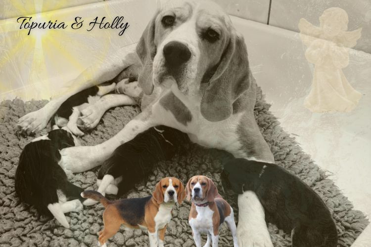 du clos du bonheur - Chiots disponibles - Beagle