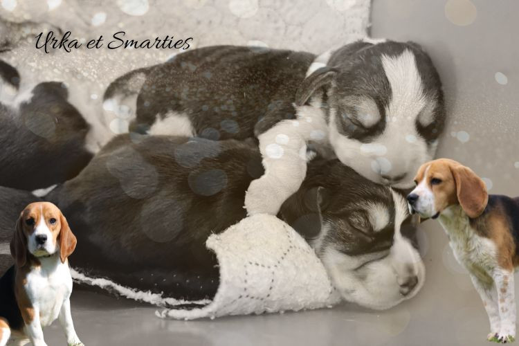 du clos du bonheur - Chiots disponibles - Beagle