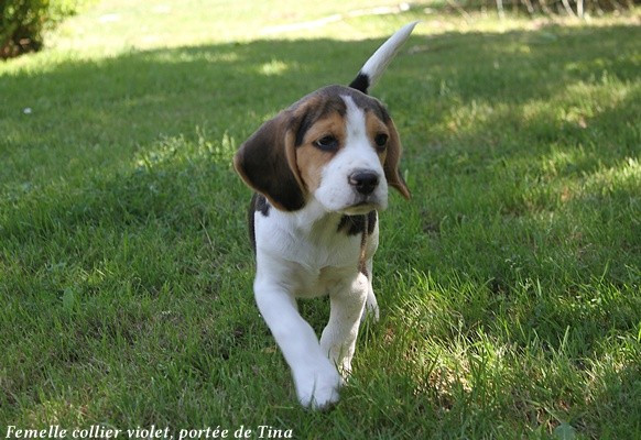 du clos du bonheur - Chiots disponibles - Beagle