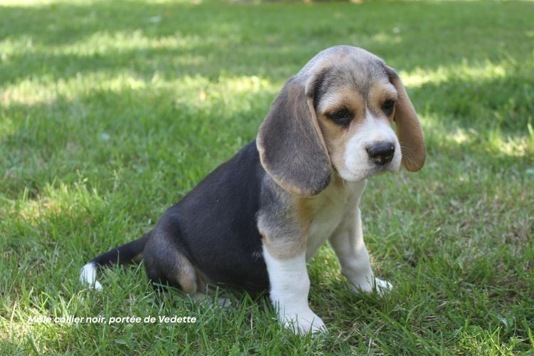Chiot Beagle du clos du bonheur
