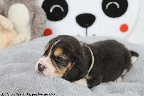 du clos du bonheur - Chiots disponibles - Beagle