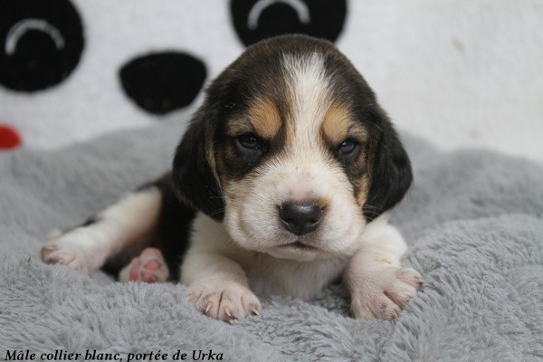 du clos du bonheur - Chiots disponibles - Beagle