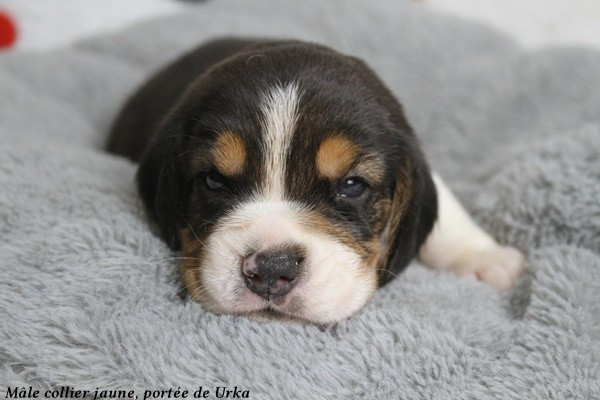 du clos du bonheur - Chiots disponibles - Beagle