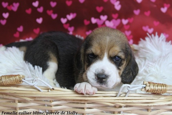 du clos du bonheur - Chiots disponibles - Beagle